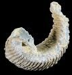 Cretaceous Fossil Oyster (Rastellum) - Madagascar #54424-1